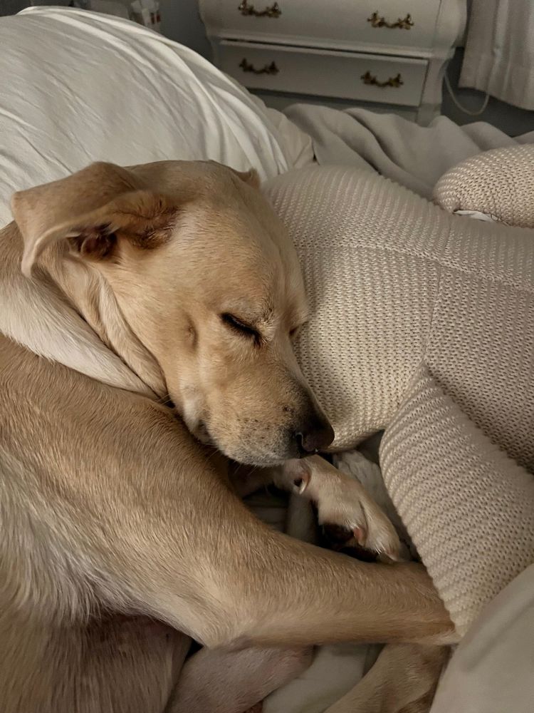 A dog curled up in bed with a large stuffed animal. 