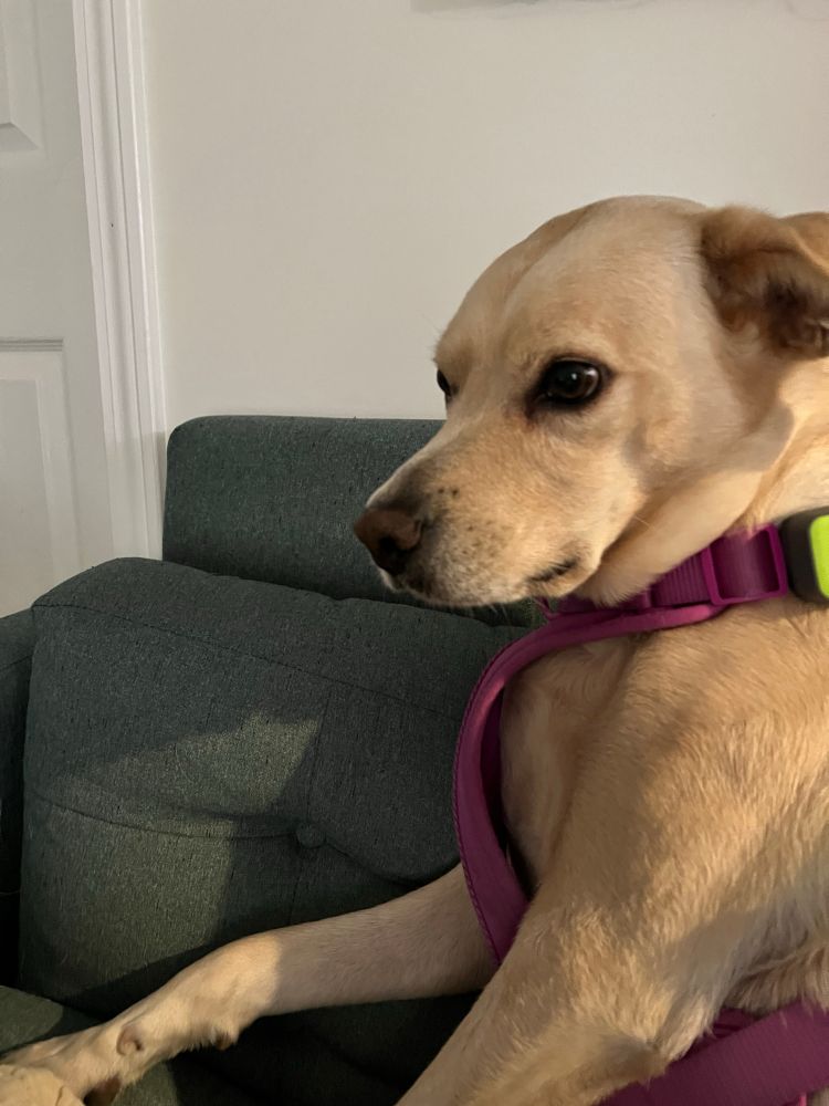 A dog sits on a loveseat. She is wearing a pink harness. 