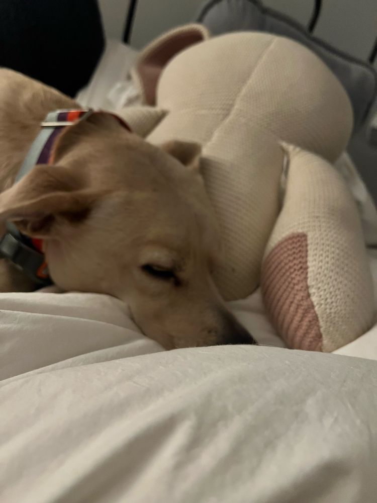 A dog, eyes closed, sleeps on a bed. A large stuffed animal of an ambiguous shape rests behind her. 