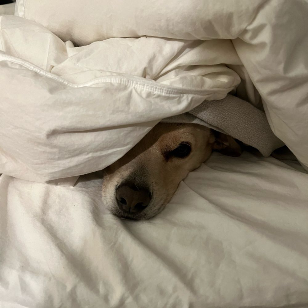A dog peeks out from under a white comforter. Only one of her eyes and nose is visible. 