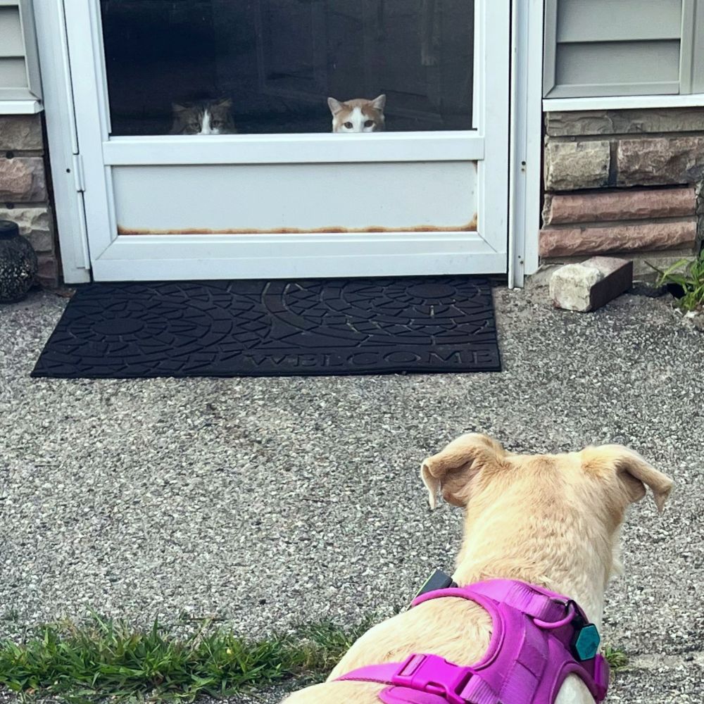 Two cats looking out a door at a door outside. The dog is looking back.