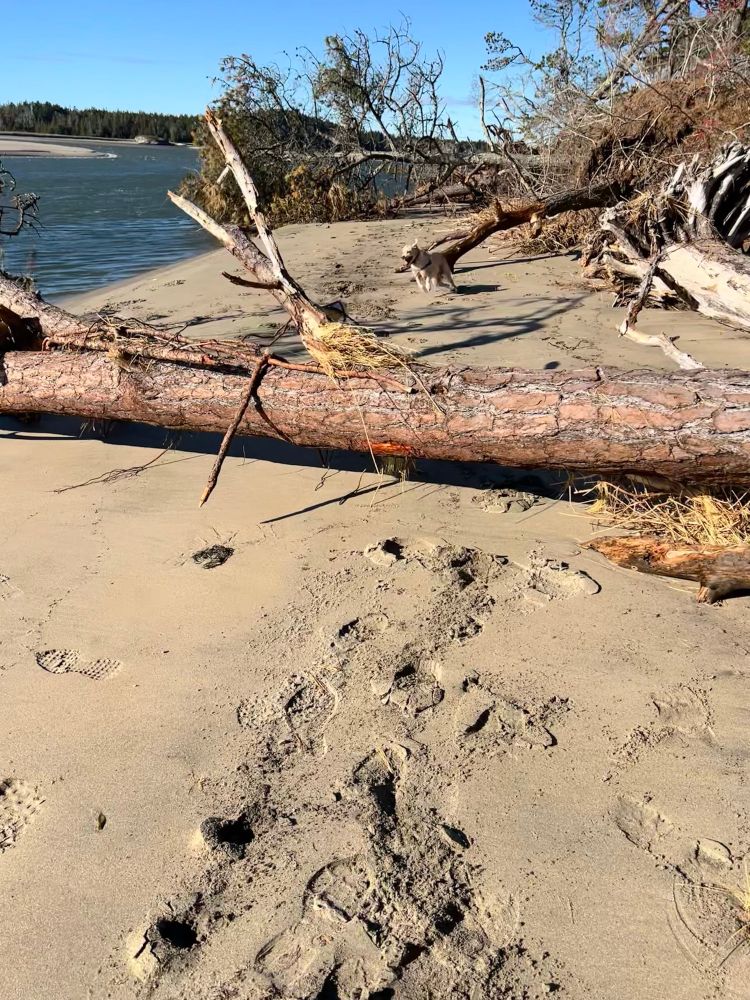 A dog is on the beach running towards a downed tree. 