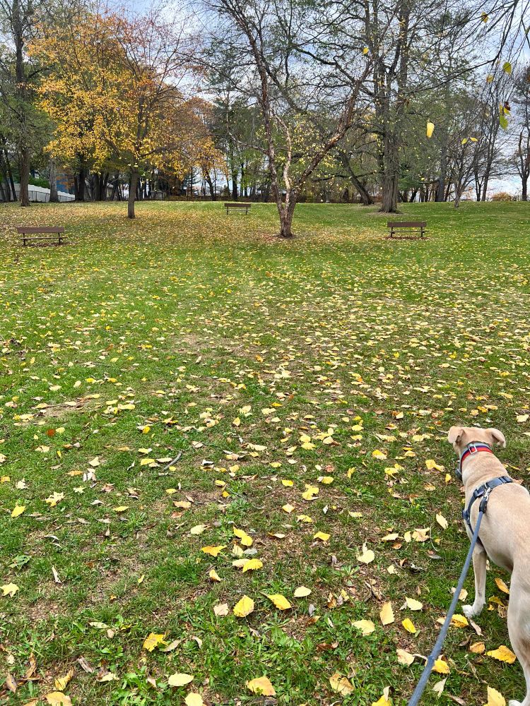 A dog looks up a grassy hill. The hill is littered with fallen leaves. Up the hill are three park benches
