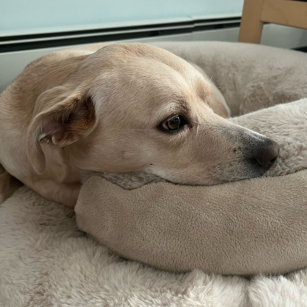 A dog on her bed, her head resting on the inside part of it. She is a light beige color and almost matches the color of her bed