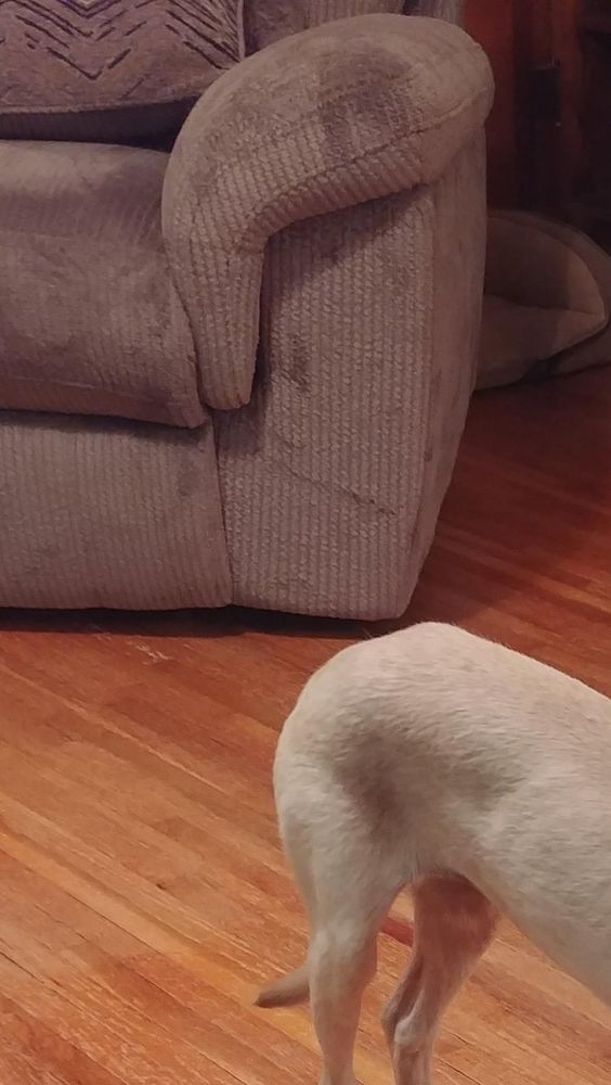 A picture of a dog’s hindquarters next to a pink arm chair. 