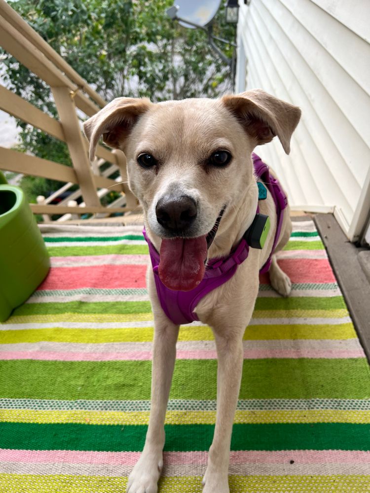 A dog sits on a striped rug on an outside staircase. She is wearing a pink harness and her mouth is half open. 