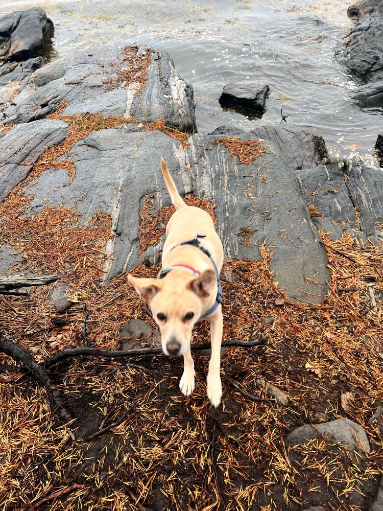 A dog on wet rocks jumps towards the camera. Behind her is water. 