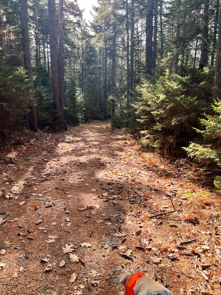 A wide trail in the woods. At the very bottom of the photo, a dog’s head. She has a blaze orange bandanna around her neck. 