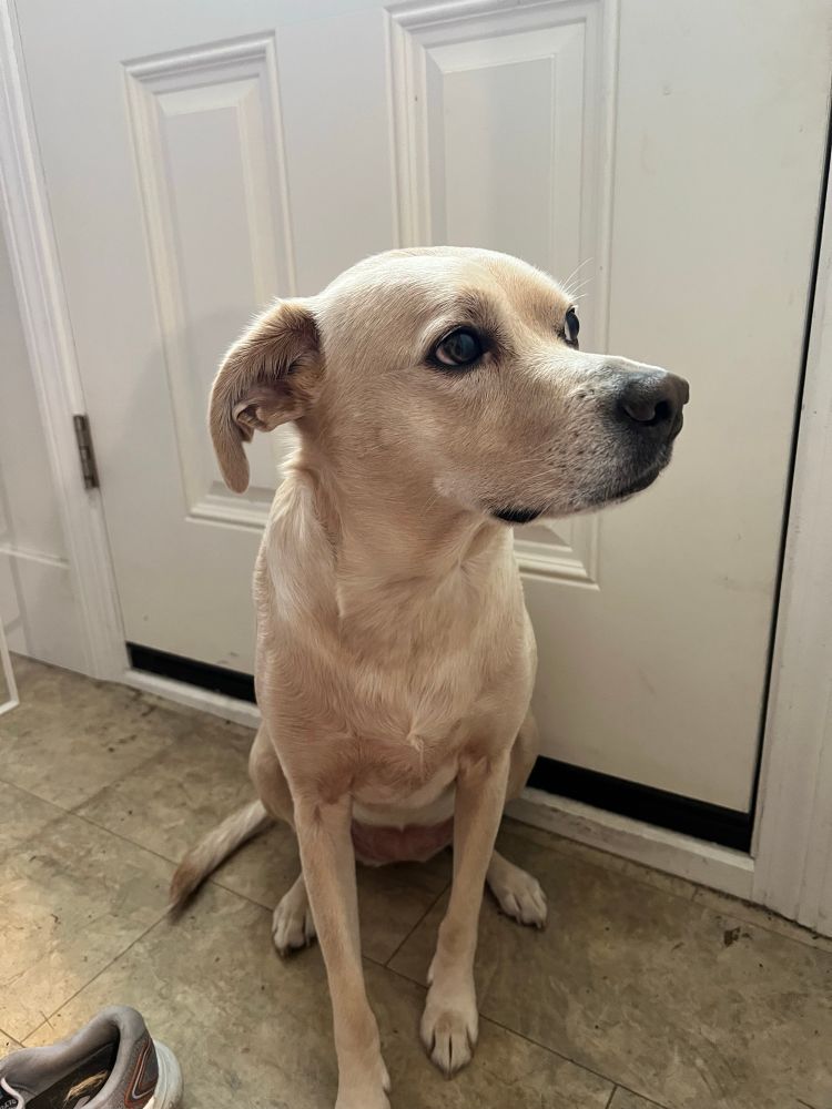 A dog in front of a door