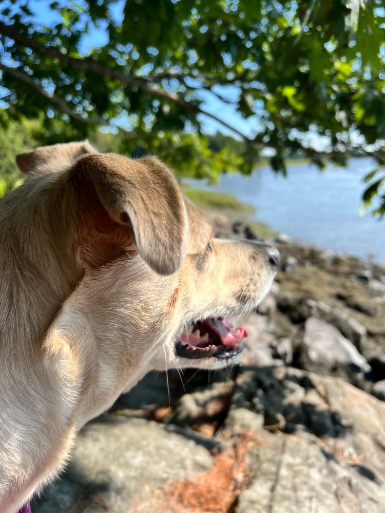 A dog in profile