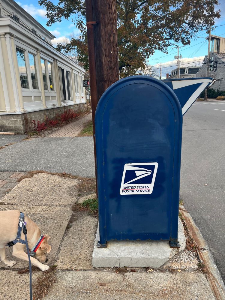 A dog, head down, approaches a USPS mailbox on a town street. In the background, a telephone poll, a small storefront, and the street.