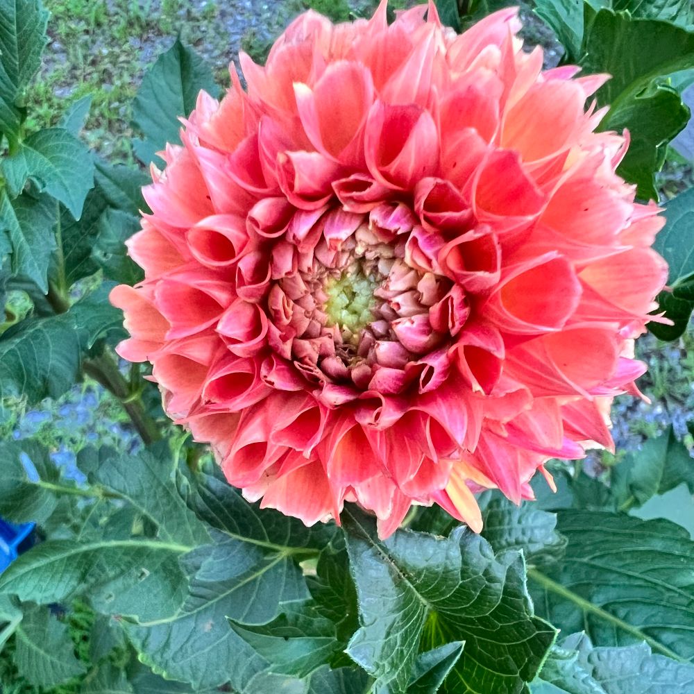 A peach-pink dahlia bloom