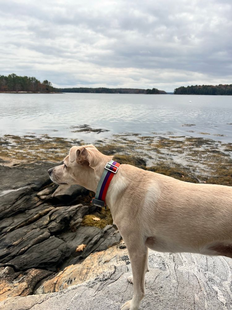 A dog stands in profile on a rock. Water is in the background. She is wearing a thick striped collar 