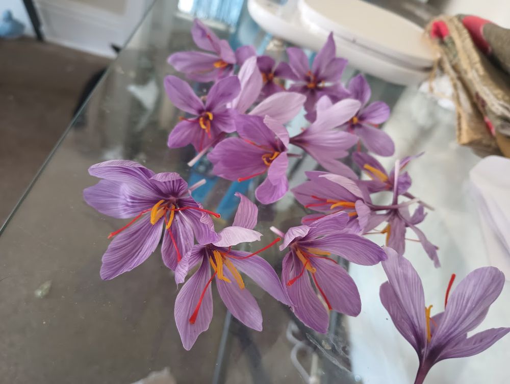 A pile of saffron crocuses spread out across a glass table. You can see the inside of the crocuses, showing off the yellow stamens and bright read saffron threads. 