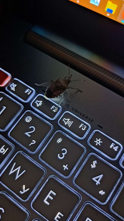 A shieldbug, presented on a lit up laptop keyboard