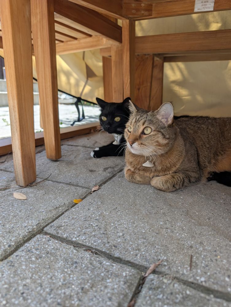 Lucy and Loki still laying close together on a flagstone patio. They're both looking intently off camera. Lucy's paws are curled into her chest and it's pretty cute 