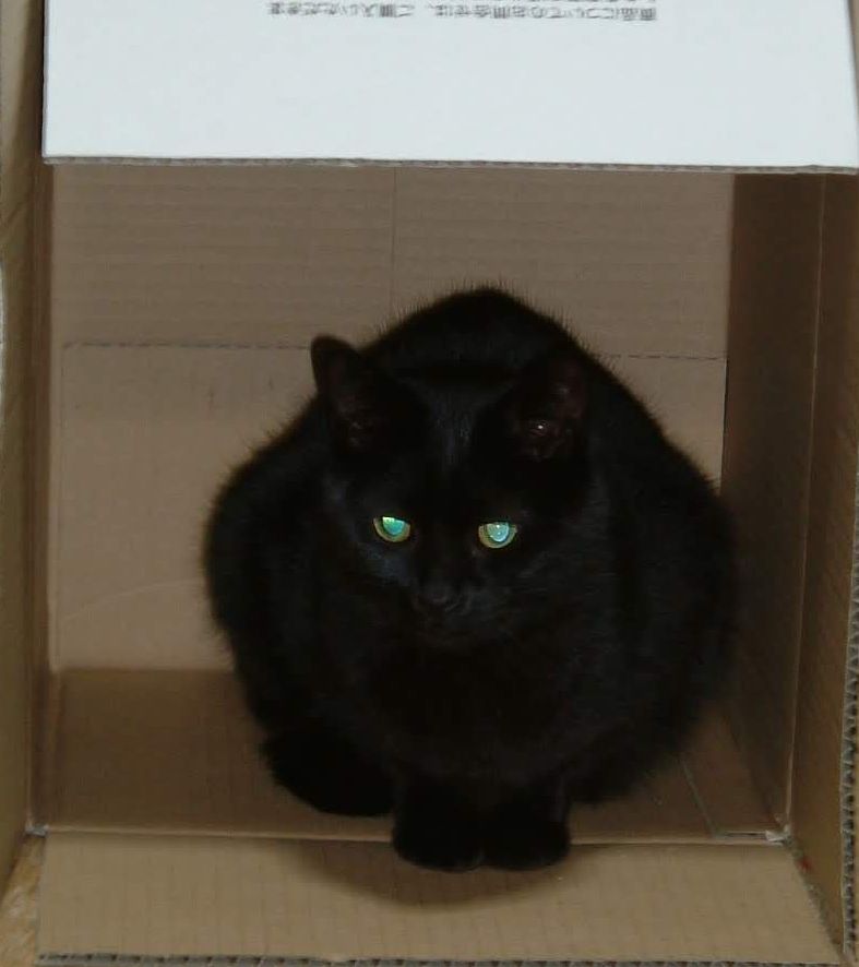 箱に入って落ち着いた5角形になっている黒猫