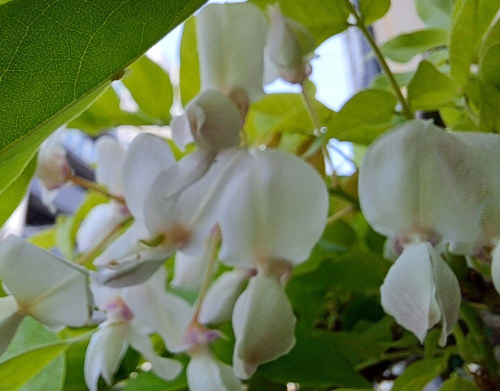 返り咲きの白藤は少し藤色を帯びている