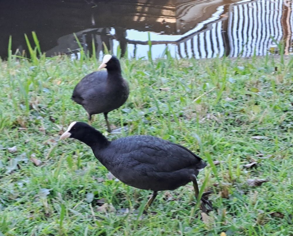オオバンが2羽でぺたぺた池之端