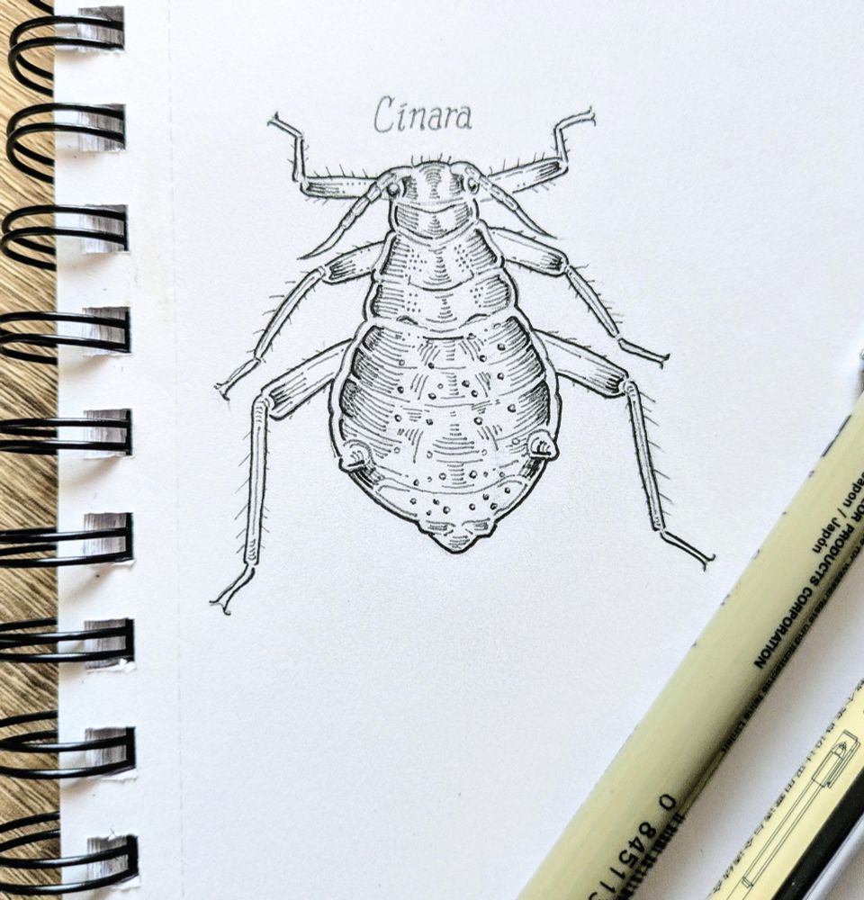 Ink drawing of a giant conifer aphid