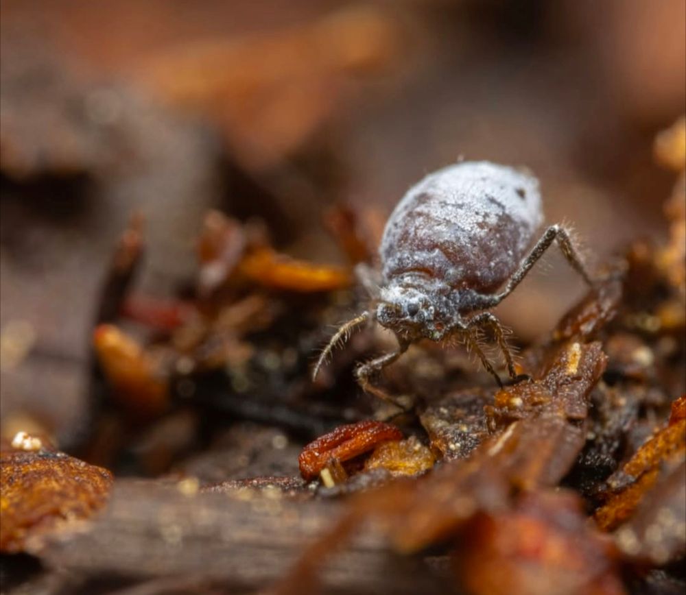 Giant conifer aphid walking on a decomposing wood pile in the NJ pine barrens.