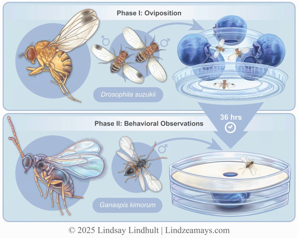 Digitally illustrated research figure depicting a two-phase experiment where (1) spotted wing Drosophila oviposit eggs into blueberry hosts. (2) Then blueberries are placed in a modified petri dish enclosure with one female Ganaspis kimorum for parasitization and experimental observation.