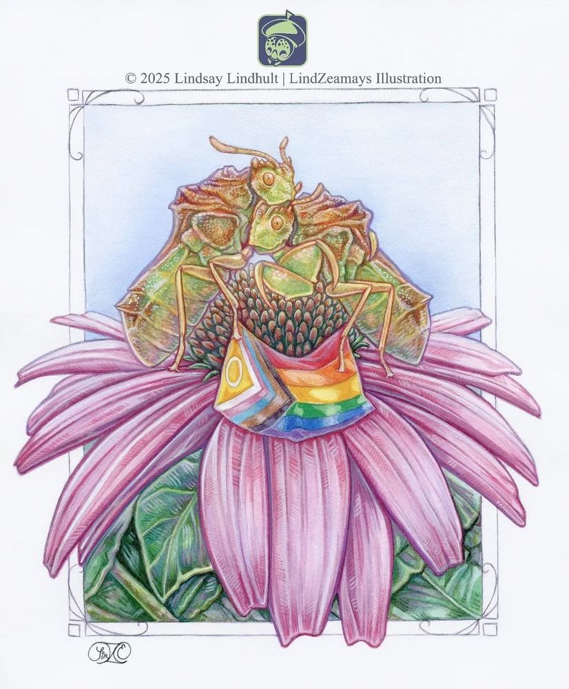 Watercolor and gouache painting of two ambush bugs cuddling on a purple Coneflower while proudly displaying a progress pride flag. 