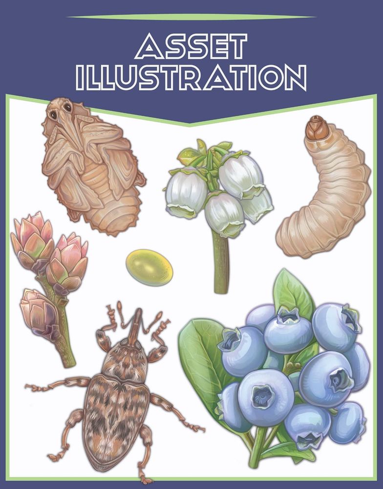 Human-illustrated assets for a science illustration featuring different life stages of plum curculio weevil and different fruiting stages of a blueberry stem. 