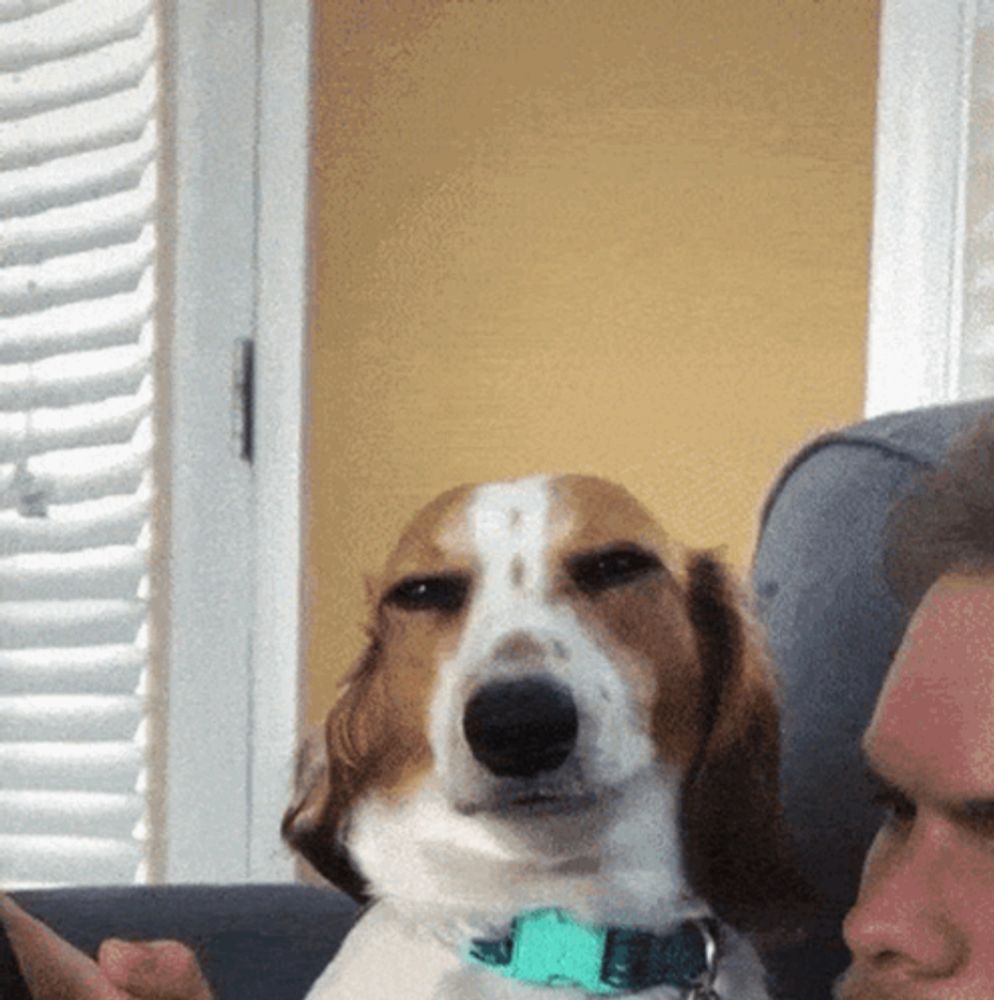 a brown and white dog with a blue collar is looking at a man on a couch