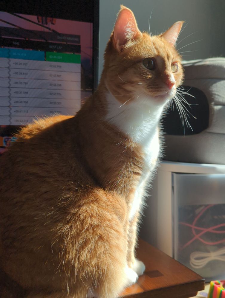 Brown tabby sitting on desk with sunlight cascade across from right to left.