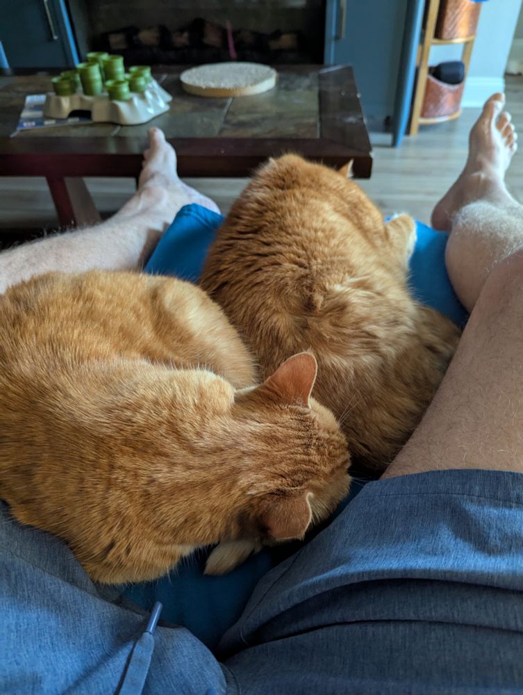 Two brown tabbies snuggled together 