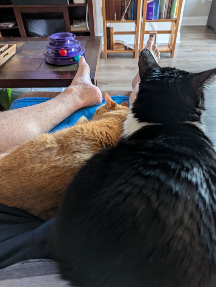 One tabby and one tuxedo kitty in my lap