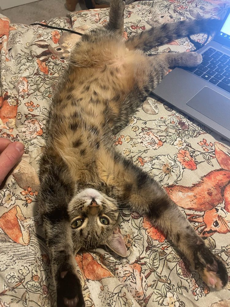 Gorgeous tabby cat laying on back, stretching and showing off a spotty tummy
