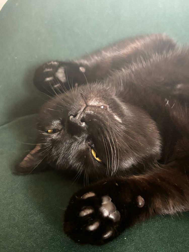 Black cat baby boy lying upside down, toe beans on show