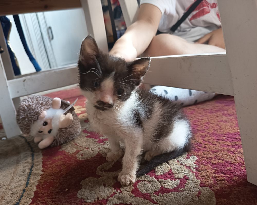 Ein zierliches grau-schwarz-weißes Kitten sitzt auf einem Teppich und wird von einer Kinderhand gestreichelt. 