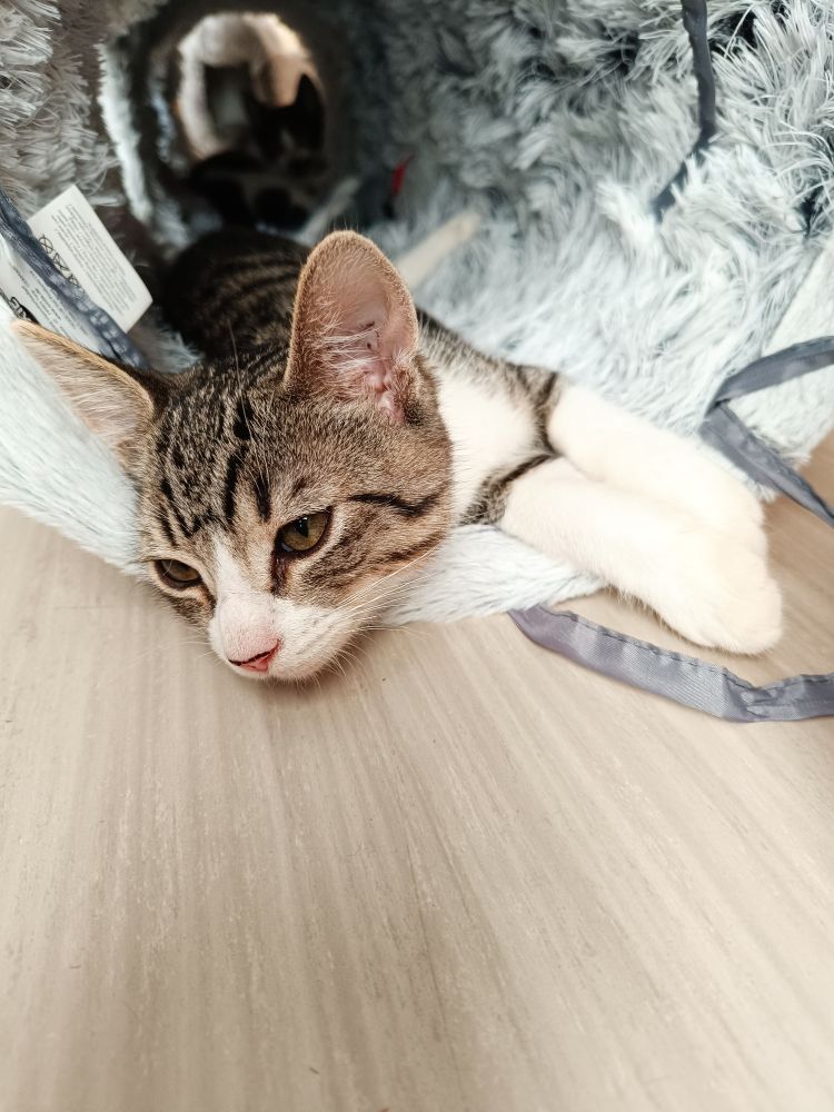 Eine grau-schwarz getigerte Katze mit weißer Nase und weißen Pfoten blickt müde im Spieltunnel