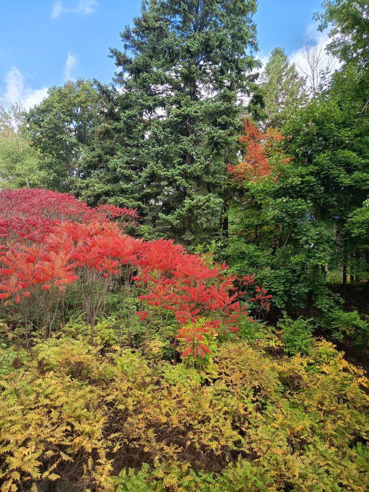Verschiedene Bäume in verschiedenen Farbtönen 
(Rot, grün, braun)