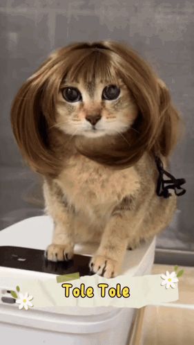 a cat with a wig on its head and the word tole tole on the bottom