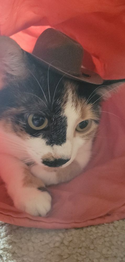 A calico cat inside a pink tunnel wearing a tiny brown cowboy hat. 