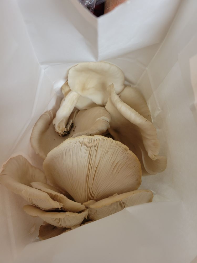 A bag of white flowy mushrooms 