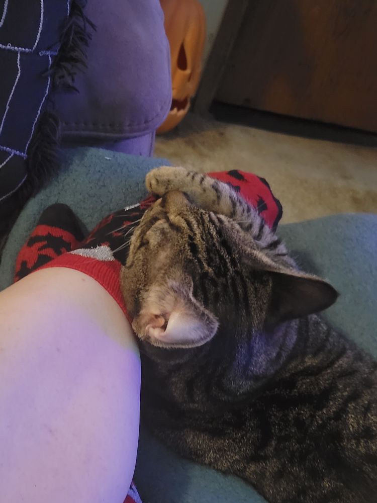A silver tabby cat with one ear turned out laying across my ankle. 
