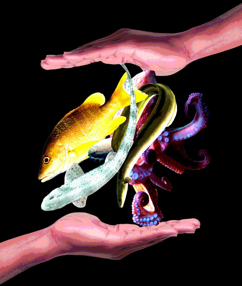 a collage showing two hands (one face down on top, the other face up below), with colorful fish, an eel, an octopus, and a small isopod falling between them.