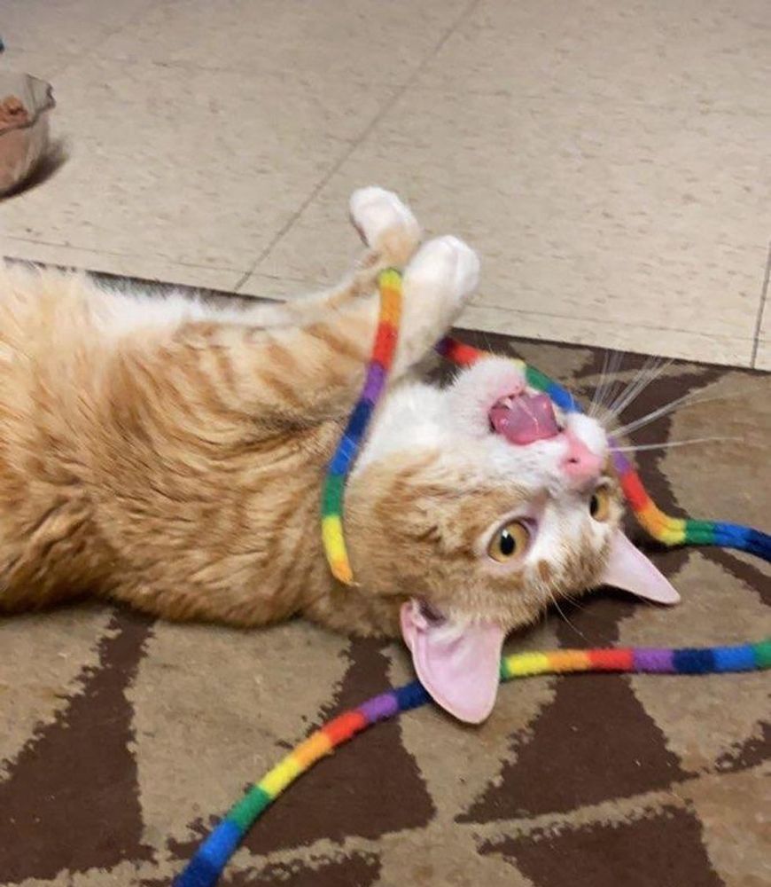 Kitty effectively using his thumpers to vanquish the dreaded multicolor string monster!