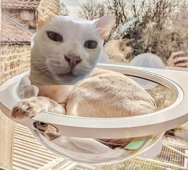 A white cat (Auggie) acting as a feline sundial!