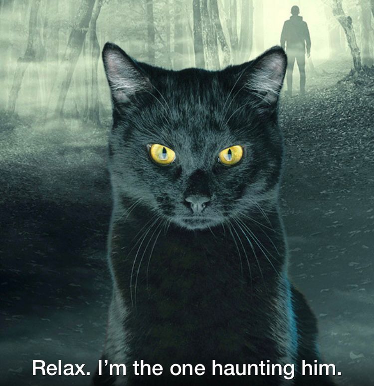 Black cat flipping the horror film script by haunting a creepy looking dude!