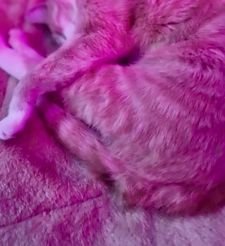 Oranj and white cat bundt!