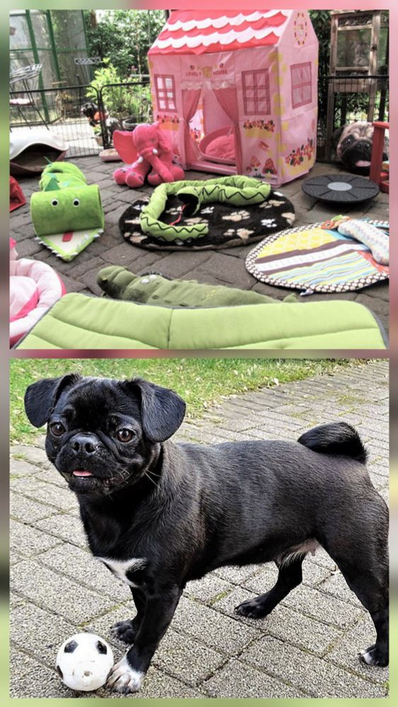 Photos of a terrace playground for dogs with a little house and numerous toys. A photo of an expert soccer player pug 