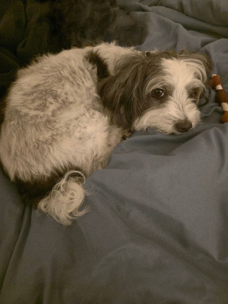A little teddy bear dog resting curled up on a bed 