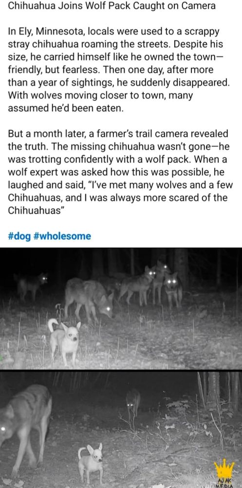Chihuahua Joins Wolf Pack Caught on Camera

In Ely, Minnesota, locals were used to a scrappy
stray chihuahua roaming the streets. Despite his
size, he carried himself like he owned the town-
friendly, but fearless. Then one day, after more
than a year of sightings, he suddenly disappeared.
With wolves moving closer to town, many
assumed he'd been eaten.

But a month later, a farmer's trail camera revealed
the truth. The missing chihuahua wasn't gone--he
was trotting confidently with a wolf pack. When a
wolf expert was asked how this was possible, he
laughed and said, ""ve met many wolves and a few
Chihuahuas, and I was always more scared of the
Chihuahuas"

#dog #wholesome


