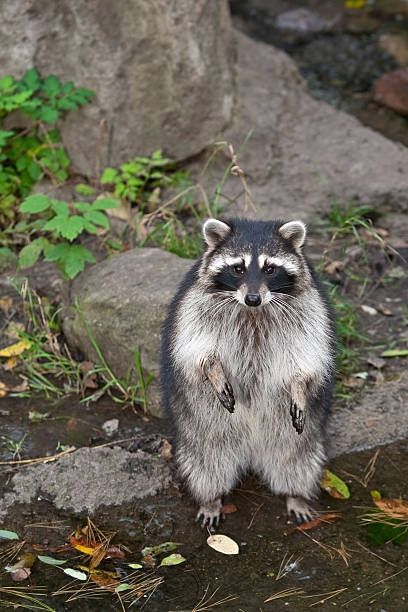 A standing racoon 